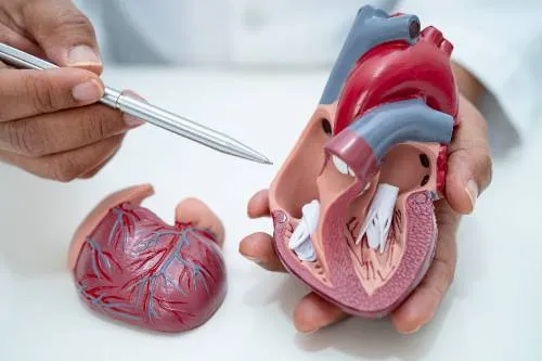 a doctor holding a model of a human heart